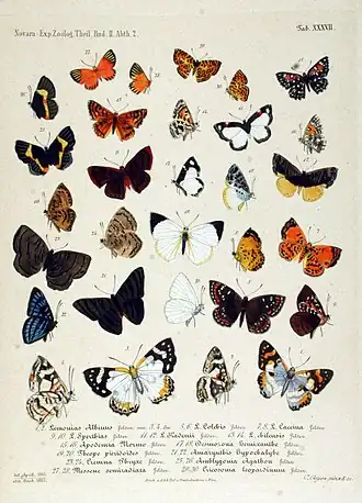 Description de l'image NovaraExpZoologischeTheilLepidopteraAtlasTaf37.jpg.