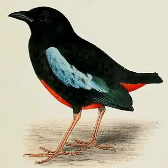 Description de l'image Novitateszoologi21lond 0537 Pitta superba 2.jpg.