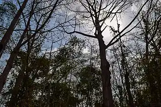 Image illustrative de l’article Forêt classée de la Lama