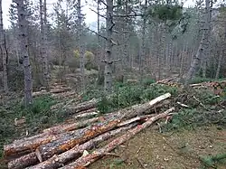Grumes de résineux entassées par tas de quelques uns, dans une coupe où des arbres ont été conservés.