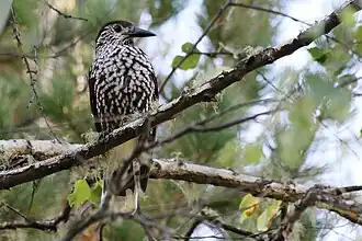 Cassenoix moucheté près du lac Inférieur.