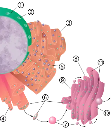 Éléments du système endomembranaire