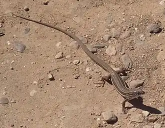 Description de l'image Nucras taeniolata 333823933.jpg.