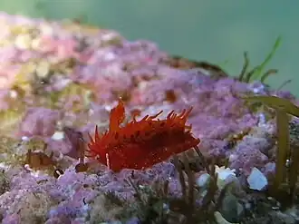 Madrella sanguinea (Madrellidae)