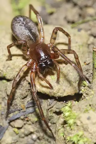 Description de l'image Nuisiana arboris.jpg.