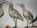 Courlis à bec grêle naturalisés au Muséum d’histoire naturelle de Vérone