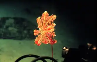 Autre crinoïde « vrai » à Hawaii.