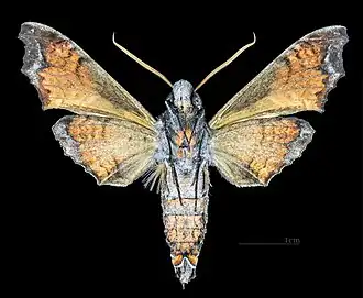 Description de cette image, également commentée ci-après