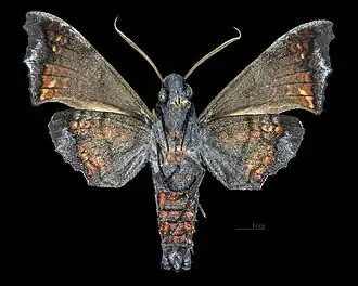 Description de cette image, également commentée ci-après