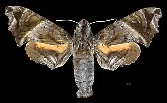 Face dorsale de la femelle(coll.MHNT)