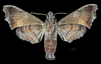 Revers de la femelle (coll.MHNT)