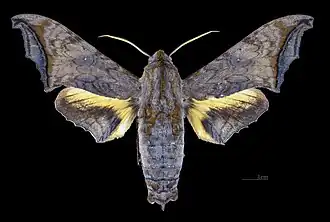 Face dorsale du mâle(coll. MHNT)