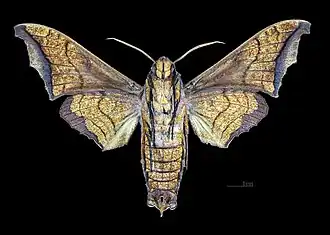 Revers du mâle(coll. MHNT)