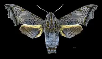 Face dorsale de la femelle (coll. MHNT)