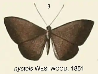 Description de l'image NycteisWestwood1851OD.jpg.
