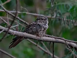 Description de l'image Nyctiprogne vielliardi Bahian Nighthawk; São Francisco river, Januária, Minas Gerais, Brazil.jpg.