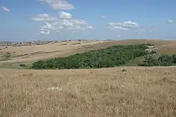 Bosquet sur le plateau de Nyika (Malawi)