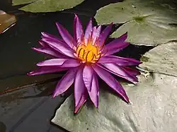 Nymphaea 'Detective Erika' (ISG : hybride rustiques intersubgénériques) au  jardin jungle