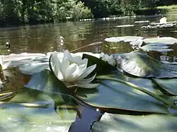 Nymphaea alba (Nymphéa blanc)