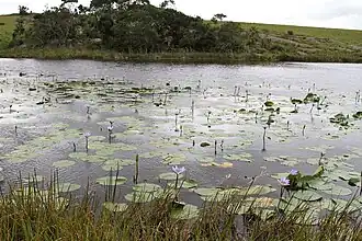 Aspect d'ensemble (dans une réserve d'Afrique du Sud).