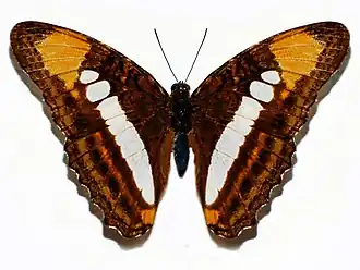 Description de l'image Nymphalidae - Adelpha erotia.JPG.