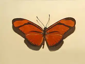 Description de l'image Nymphalidae - Eueides aliphera.JPG.