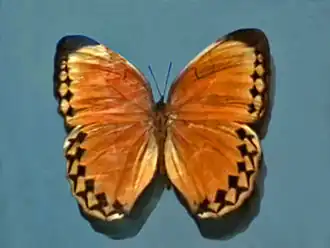 Description de l'image Nymphalidae_-_Stichophthalma_howqua.JPG.