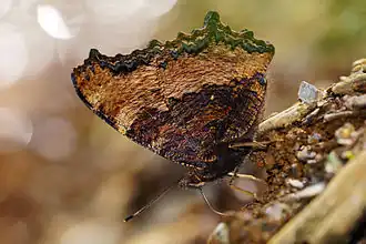 sous-espèce formosana – face inférieure