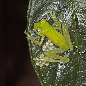 Description de l'image Nymphargus griffithsi.jpg.