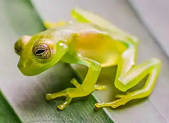 Description de l'image Nymphargus lasgralarias (50868452672) (cropped).jpg.