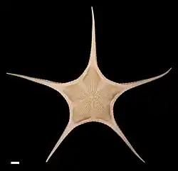 Nymphaster diomedeae