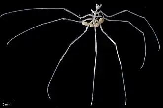 Nymphon molleri (Nymphonidae)