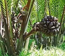 Fruit en Indonésie, Java, Jardin botanique de Bogor