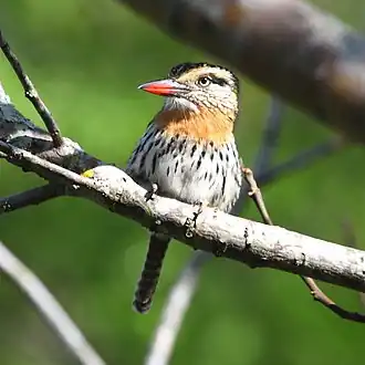 Description de l'image Nystalus striatipectus - Chaco (or streak-bellied) Puffbird.JPG.