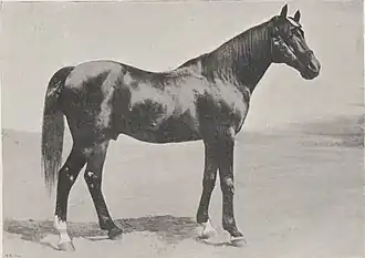 Photographie en noir et blanc d'un cheval noir vu de profil.