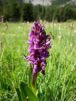 Dactylorhize de mai (Dactylorhiza majalis)
