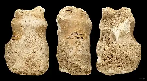 Retouchoir de La Quina sur extrémité distale d'humérus d'ongulé (Muséum de Toulouse).