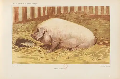 Porc Normand par Charles-Olivier de Penne.