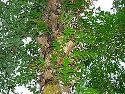 Fougères épiphites et épipétriques Drynaria quercifolia