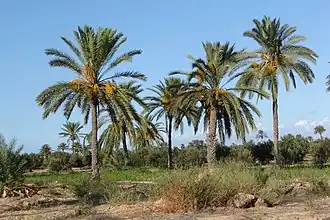 Une datteraie dans une oasis kerkenienne sur l'île de Kerkennah (Tunisie)