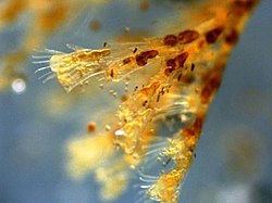 Obelia sp. (stade benthique)