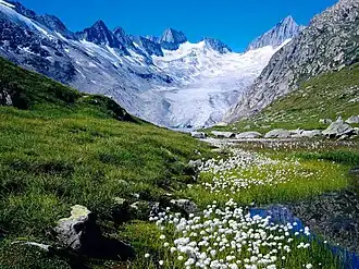 Le glacier de l'Unteraar, Alpes bernoises