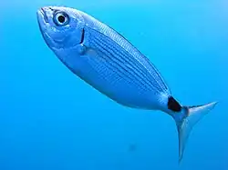 Oblade (Oblada melanura)