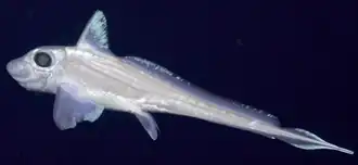 Description de l'image Observations of Chimaera opalescens.png.