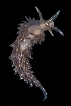 Coryphella athadona.