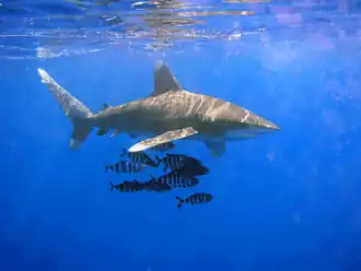 Un requin longimane accompagné d'un banc de Poissons-pilotes à Elphinstone Reef.