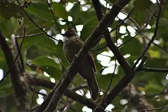 Description de l'image Ochraceous Bulbul (Alophoixus ochraceus) (7113331795).jpg.