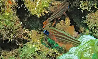 Ostorhinchus compressus