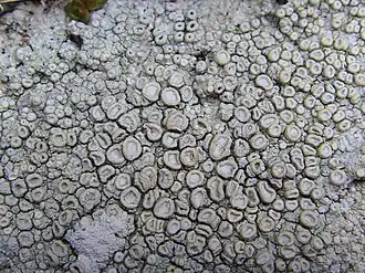 Pertusariales :Ochrolechia parella