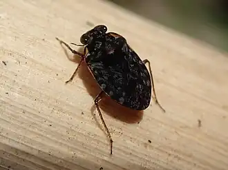 Ochteridae: Ochterus marginatus